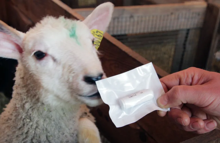 Invitasjon til sluttseminar i forvaltningsteknologi: Overvåkning av helsetilstand for husdyr på utmarksbeite