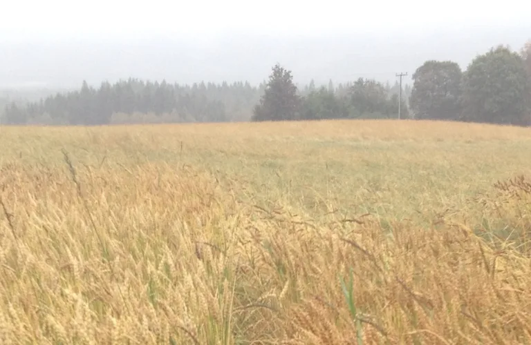 Organic seed grains (Seedgrains)