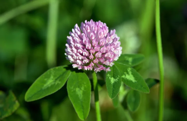 Engbelgvekster med mange oppgaver