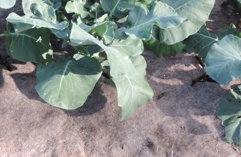 Ground cover made of felted wool as a substitute for plastic
