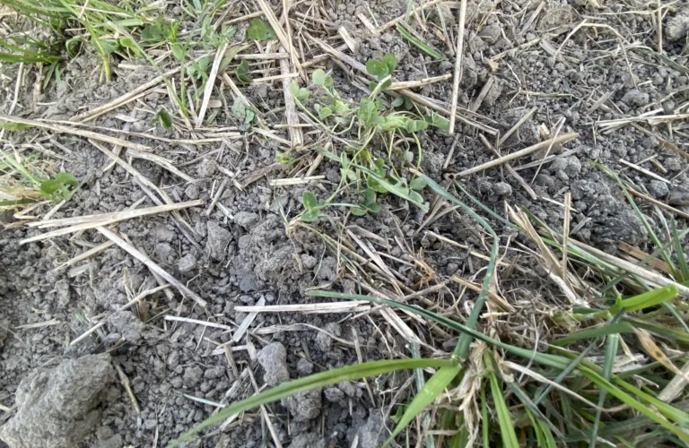 Surface composting with Terra Biosa – an alternative to glyphosate and plow in arable land