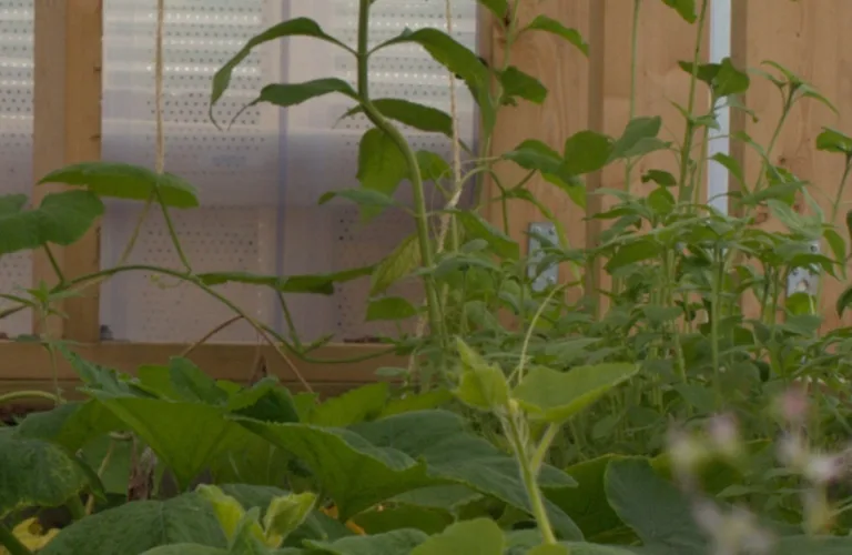 Compost barn for inspiration and use