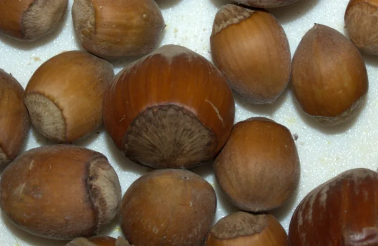 Plants for innovation