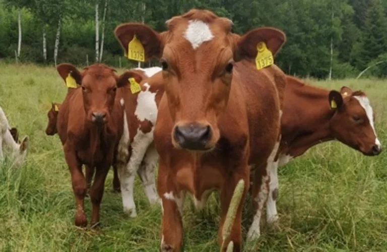 Kastrater på utmarksbeite kan gi meir berekraftig kjøtt Kastrater på utmarksbeite kan gi meir berekraftig kjøtt