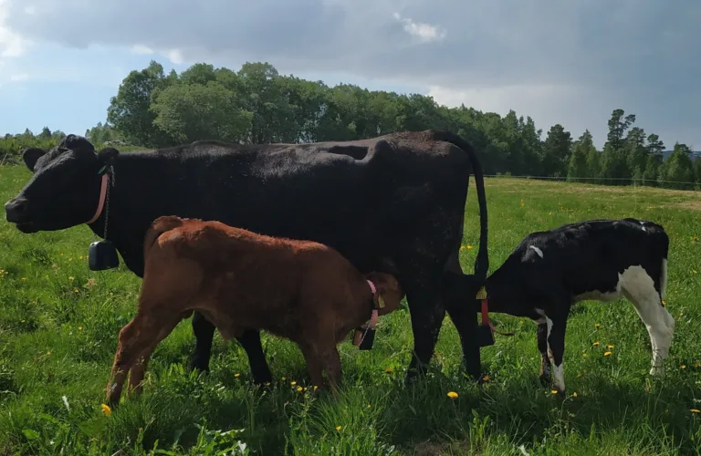 Funksjonelle løsninger for kontakt mellom melkeku og kalv