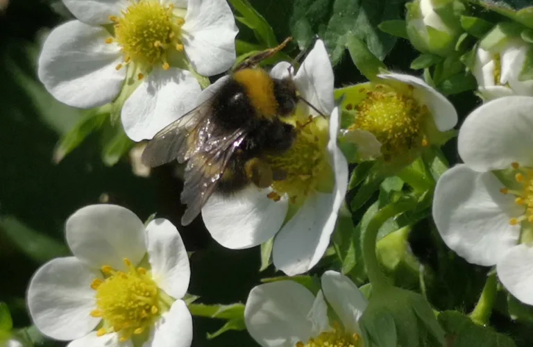 POLLIBRING - Production systems and density of pollinating insects in raspberry production