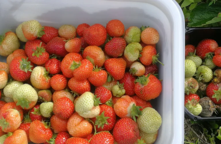 Ozonated water as treatment against Botrytis in strawberry - OzO-bOt