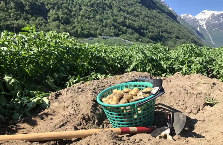 Fangvekster for bedre jord- og plantehelse i rotgrønnsak- og potetproduksjon (Cropdrive)