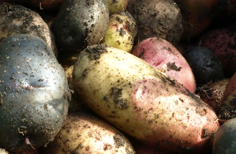 Kjøkkenhagedagen 2023 - med poteten i fokus