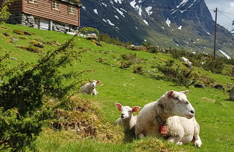 Sustainable food and fiber from Norwegian sheep rangeland grazing systems