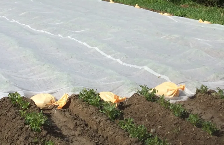 Seaweed fibre for increased soil organic matter