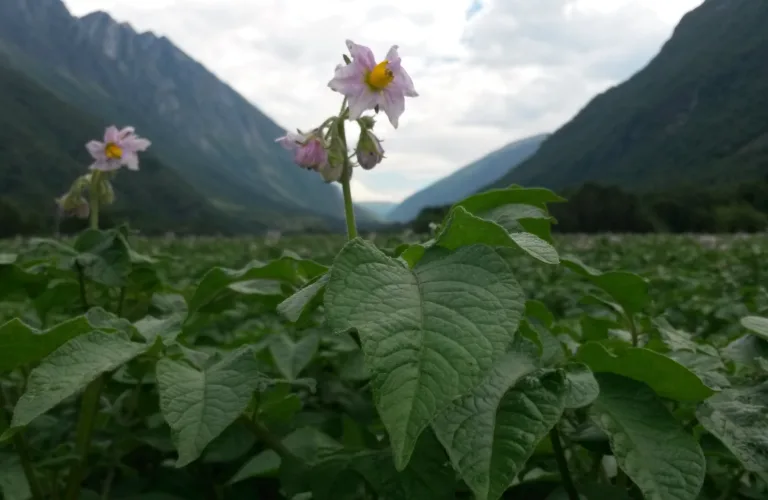 Kan algefiber gjøre potetdyrking mer robust og bærekraftig?