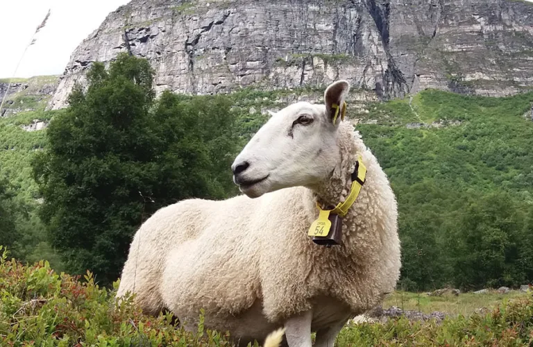 Amazing Grazing - bærekraftig kjøtt og ull fra sau som beiter i norsk utmark