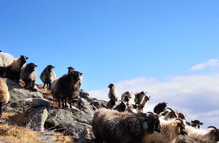 Redusert tap av dyr på utmarksbeite