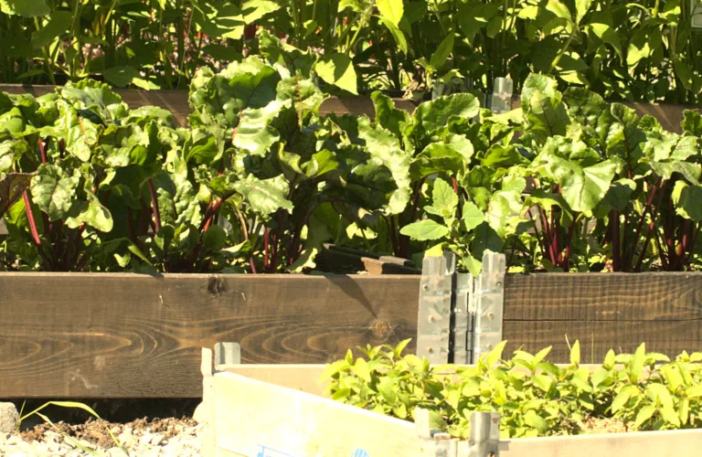 Kjøkkenhagedagen 2021