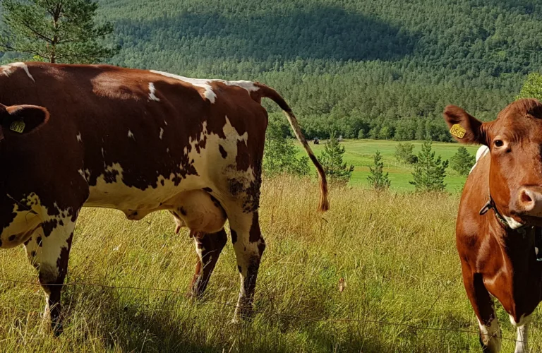 Bærekraft i grasbasert husdyrproduksjon i Møre og Romsdal – en analyse