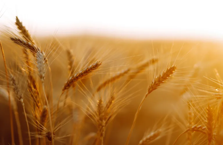 Samling for mer økologisk korn i Trøndelag