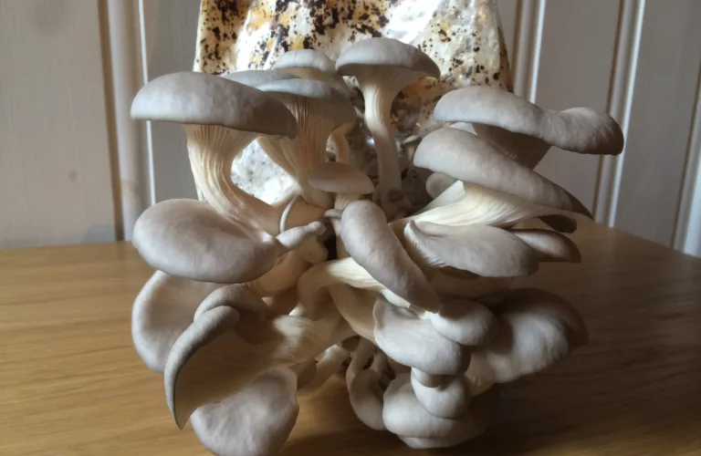 Fra kaffekopp til Østerssopp