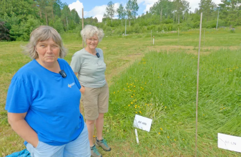 Innovation with Seaweed and Kelp: The SeaSoil Project