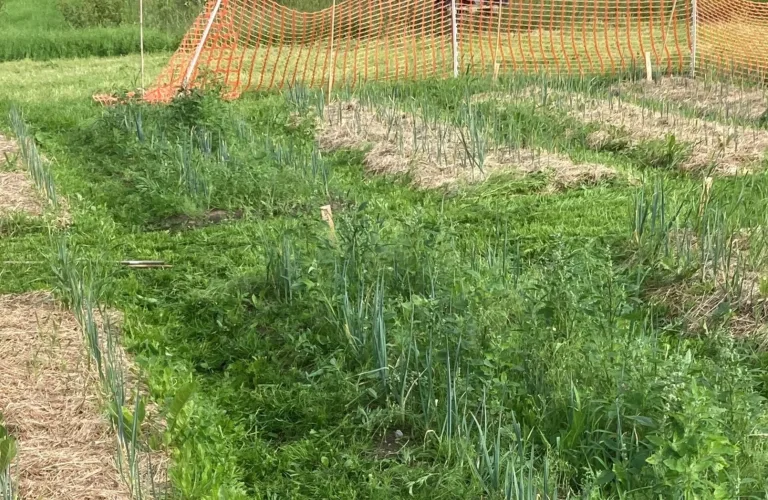 Mulching of organically grown row crops – HAKKET BEDRE ØKO (“Mulch organic”)