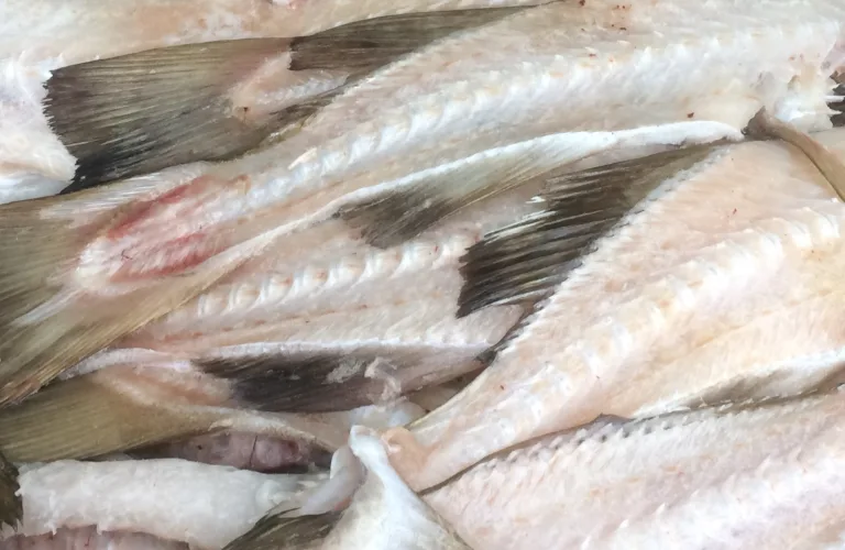 Sustainable utilization of MARine resources to foster GREEN plant production in Europe - MARIGREEN