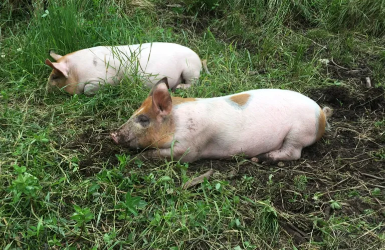 Uteliv og bedre velferd for grisen