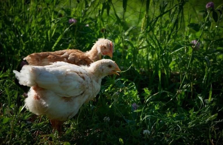 Helse og velferd ved utegang for gris og fjørfe
