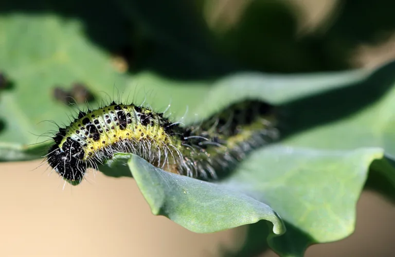 CHEMOSENS: Scent effects on egglaying behavior in pest insects