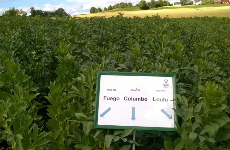 DIVERSILIENCE: Større sortsmangfold for økt produktivitet og robusthet i økologisk planteproduksjon