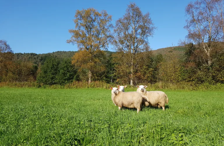 Kan det vere ein samanheng mellom tap av lam på beite og genetikk?