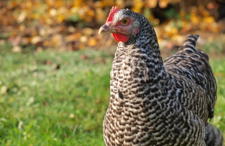 Forprosjekt om kombihøns og separert storfegjødsel som strø