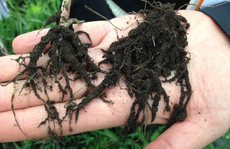 NORSØK deltar i et nordisk nettverk om jordhelse og agroøkologi