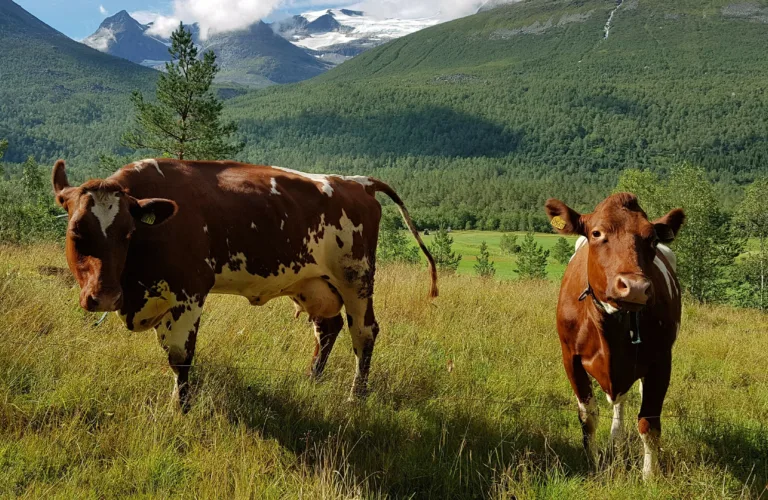 Mobile milking robots for flexible use of grazing resources in Møre and Romsdal