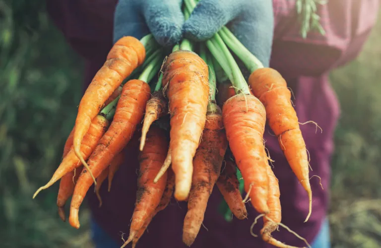 Ozone against fungal diseases on packaged carrots and sorted morels
