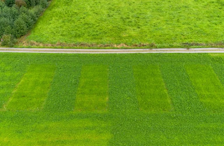 Control of Broadleaf Dock: Organic Strategies Against Weeds in Norwegian Agriculture