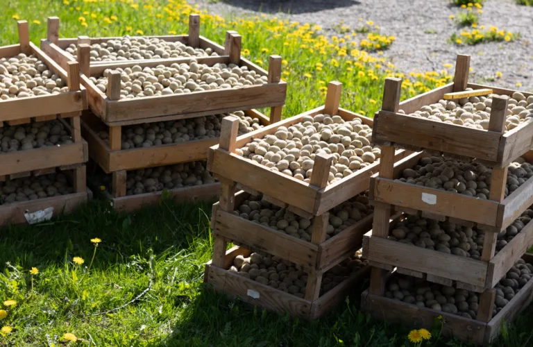 Diversification with cover crops - Sustainability in Norwegian potato production systems