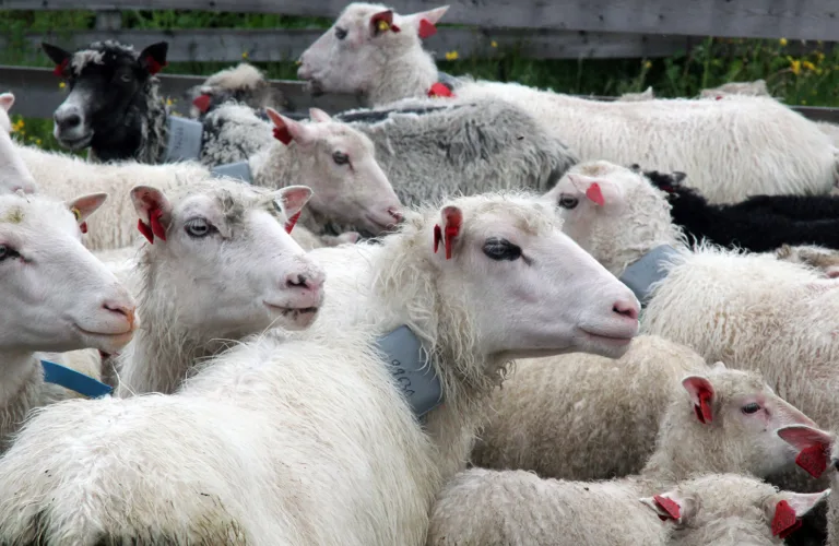 SensTech: Teknologi for bedre forvaltning og sikring av utmarksressursen som et fremtidig næringsgrunnlag