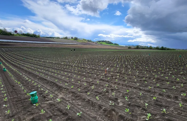 Dytt og dra-strategi for å redusere skadeinsekter i grønnsaksdyrking