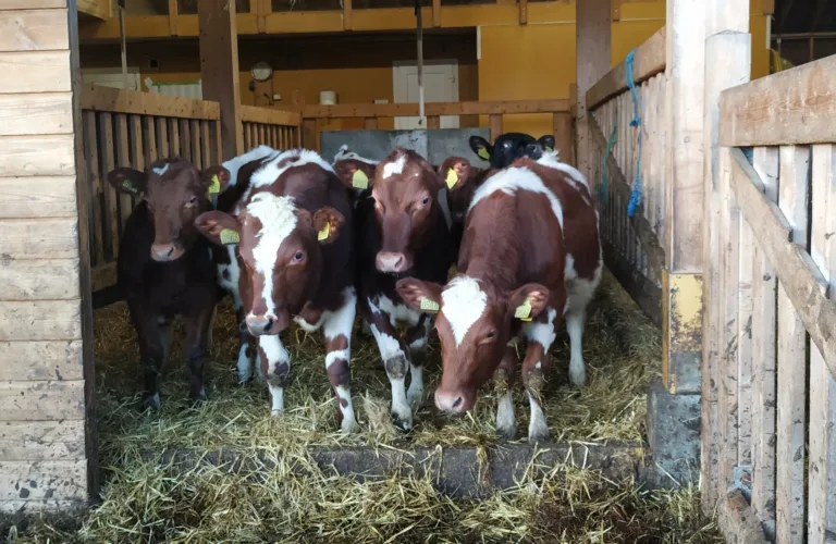 Sustainable utilization of hardwood for livestock bedding Sustainable utilization of hardwood for livestock bedding