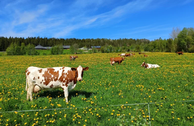 Økt produksjon av økologisk melk – fra idé til levering av økologisk melk