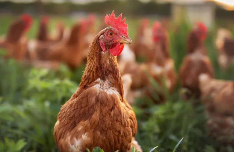 Tryggere ute – Kunstige skjul for å fremme utegang og trivsel for fjørfe