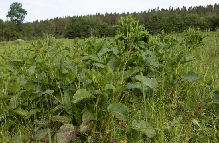 Bærekraftig kontroll av høymole i norsk grovfôrproduksjon - SUSDOCK