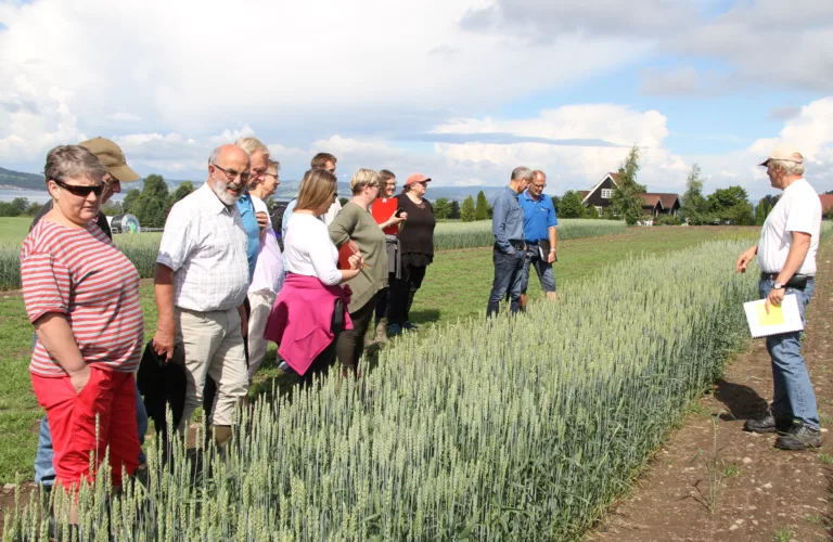 Godt brød fra norsk hvete til håndverksbaking