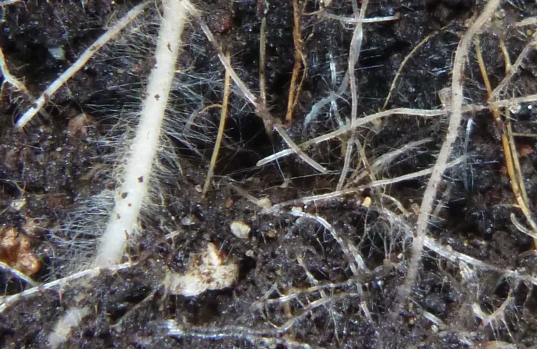 Den vanskelige resirkuleringa