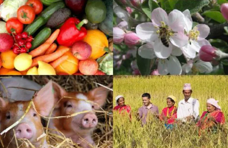 Hvorfor økologisk? Hva sier forskningen?