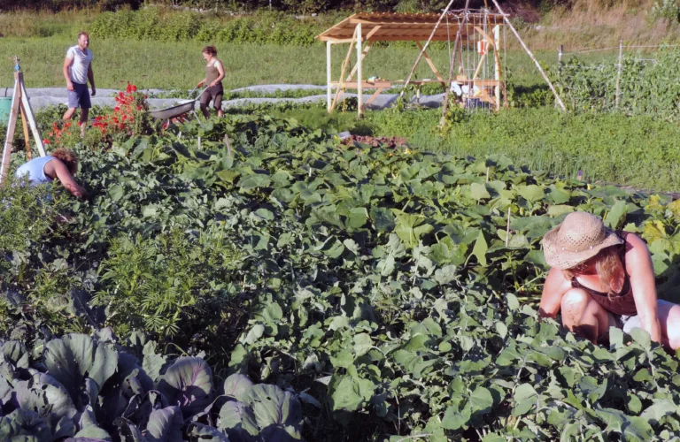 CSA - Community Supported Agriculture A Course on Organization, Operation and Crop Production