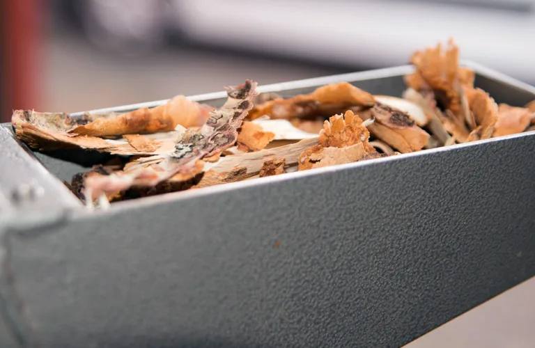 BarkCure: Kondenserte tanninar i bark frå norsk furu og gran – antiparasittiske effektar og potensiell kommersiell utnytting