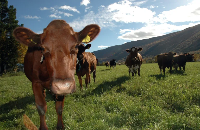 Hvor miljøvennlig produseres melk og kjøtt?