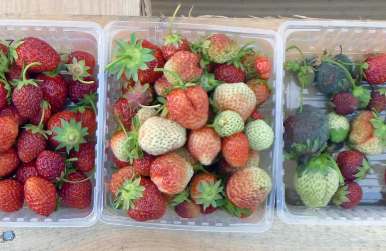 O3BÆR - Ozonholdig vann for kontroll av gråskimmel  i jordbær