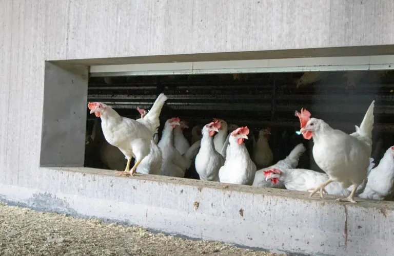 Innovativ og optimalisert utnyttelse av fjær